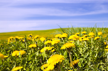 Image showing dandelions  