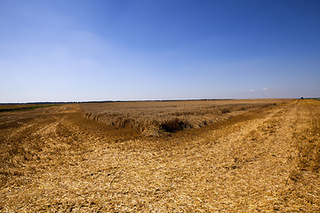 Image showing cleaning wheat