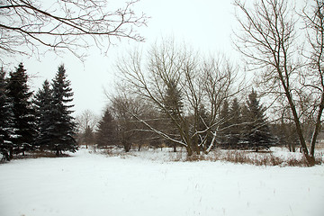 Image showing trees   in winter