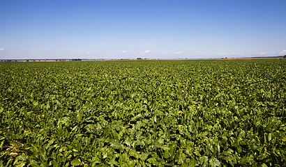 Image showing beetroots