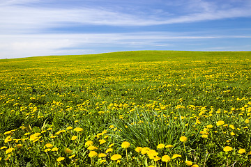 Image showing dandelions field