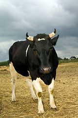 Image showing  adult cow