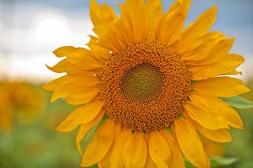 Image showing sunflowers