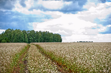 Image showing Buckwheat field and road