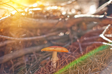 Image showing Forest mushroom.