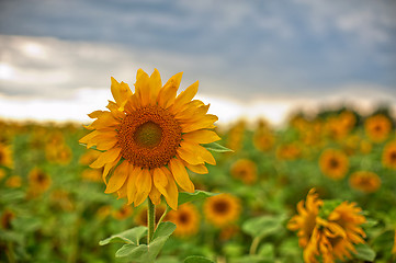 Image showing sunflowers