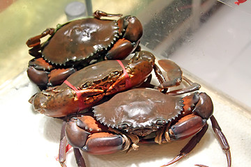 Image showing Live crabs