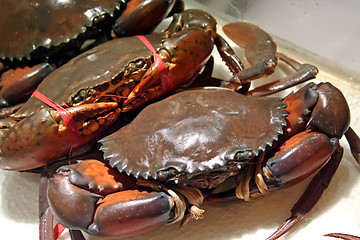 Image showing Live crabs