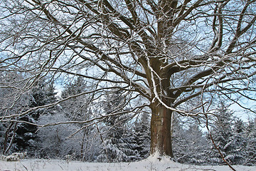 Image showing Pine tree in denmark in winter with snow