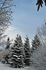 Image showing Pine tree in denmark in winter with snow