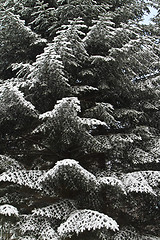 Image showing Pine tree in denmark in winter with snow