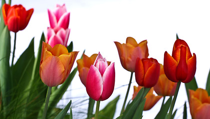 Image showing Tulips in a garden