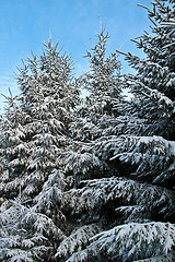 Image showing Pine tree in denmark in winter with snow