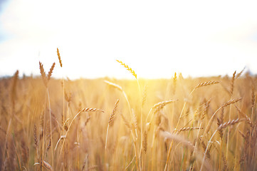 Image showing wheat field