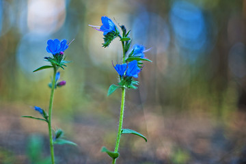 Image showing flower