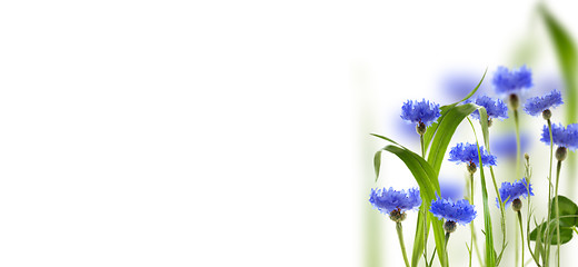 Image showing Meadow cornflowers and grass. Collage.