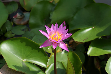 Image showing Lotus flower