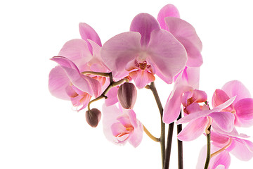 Image showing Beautiful pink orchid