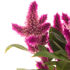 Image showing Cockscomb celosia spicata plant