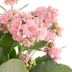 Image showing Kalanchoe Calandiva flowers