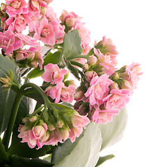 Image showing Kalanchoe Calandiva flowers