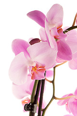 Image showing Beautiful pink orchid