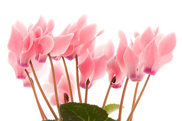 Image showing Beautiful pink Cyclamen flower