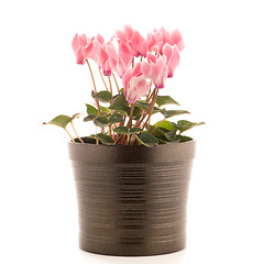 Image showing Beautiful pink Cyclamen flower