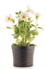 Image showing white dahlia