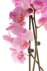 Image showing Beautiful pink orchid