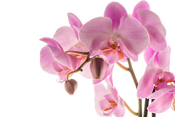 Image showing Beautiful pink orchid