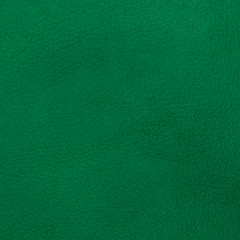 Image showing Green leather