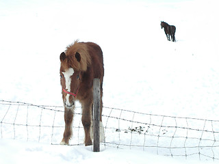 Image showing Horse on Snow Covered Ground