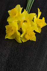 Image showing Yellow jonquil flowers