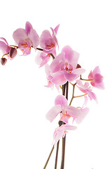 Image showing Beautiful pink orchid