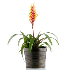 Image showing Bromelia Flower