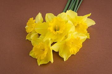 Image showing Jonquil flowers