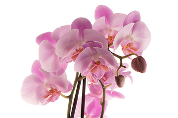 Image showing Beautiful pink orchid