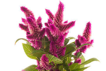 Image showing Cockscomb celosia spicata plant