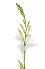 Image showing Lilies