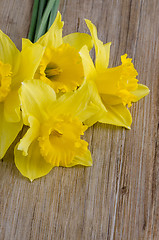 Image showing Jonquil flowers