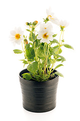 Image showing white dahlia