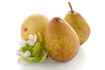 Image showing Three ripe pears