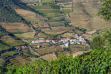 Image showing vineyars in Douro Valley