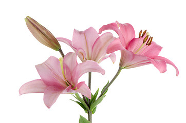 Image showing Pink lilies