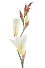 Image showing Lilies