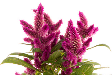 Image showing Cockscomb celosia spicata plant