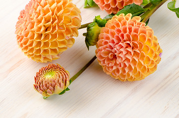 Image showing Orange dahlia flowers