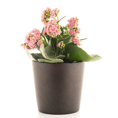 Image showing Kalanchoe Calandiva flowers