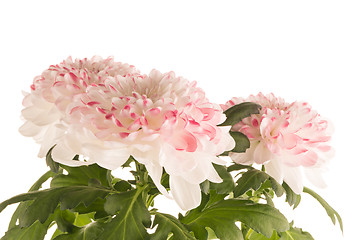 Image showing Beautiful Chrysanthemum flowers 